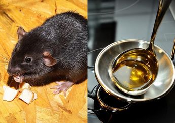 Cuma Pakai Minyak Goreng Dicampur Bumbu Dapur ini, Tikus yang Sembunyi di Rumah Pasti Kabur Tak Berani Kembali