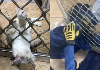 Viral Aksi Heroik Petugas Pemadam Kebakaran Berhasil Selamatkan Kucing yang Terjebak di Teralis Pintu Rumah, Auto dapat Pujian Warganet