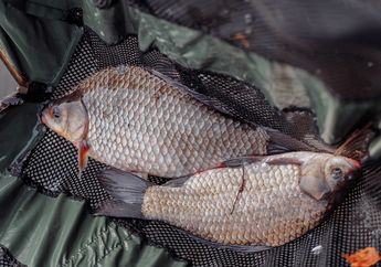 Cara Membersihkan Ikan Gurame Agar Tidak Bau Lumpur, Pakai Trik yang Biasa Digunakan di Restoran ini!