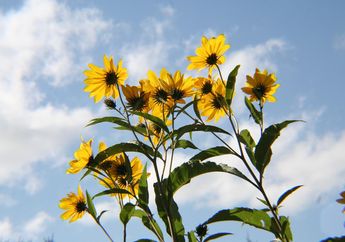 Simak Kunci Jawaban Soal SD Tentang Fotosintesis Pada Tumbuhan, Materi untuk Siswa Kelas 4 SD dari Kurikulum Merdeka
