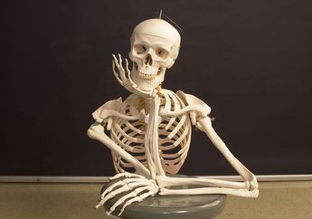 Bisa Jadi Referensi Belajar, Ini Dia Kunci Jawaban Soal SMP Tentang Jenis Tulang Manusia, Materi IPA untuk Siswa Kelas 8