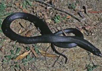 Arti Mimpi Ular Hitam Artinya Ada Sesuatu yang Gelap, Bakal Ada Kesulitan dalam Pernikahan hingga Perceraian