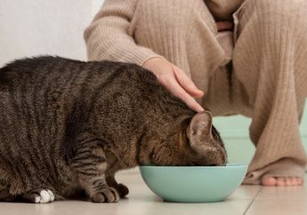 5 Cara Merayakan Hari Kucing Sedunia, Salah Satunya dengan Manjakan Kucing Peliharaan