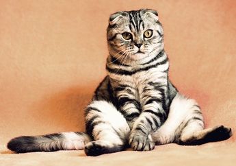 Hari Kucing Sedunia 8 Agustus, Ini Sejarah dan Perayaannya di Berbagai Negara