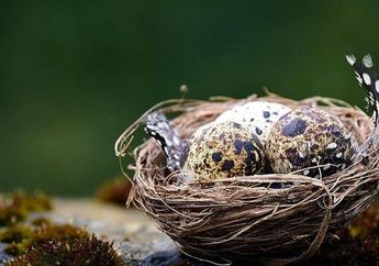 Arti Mimpi tentang Telur Burung, Siap-siap Dihujani Rezeki, Hasil Kerja Keras Selama Ini Bakal Terbayar Tuntas!