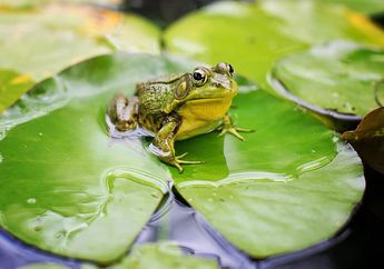 Mempelajari Proses Daur Hidup Katak Mulai dari Telur sampai Dewasa, Kunci Jawaban Kelas 3 SD Tema 1