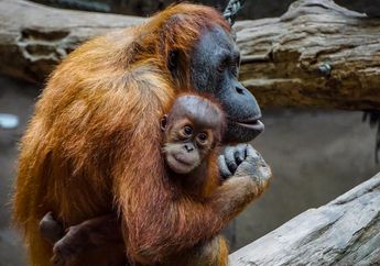 Kunci Jawaban Soal SD Kelas 5 Tema 1, Bagaimana Persebaran Fauna di Indonesia Berdasarkan Garis Wallace dan Garis Weber?