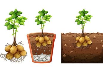 Cari Jawaban Soal SD Kelas 3 SD Tema 1, Apa Saja Persamaan dan Perbedaan Umbi Batang, Umbi Akar, dan Umbi Lapis?