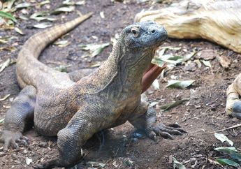 Persebaran Fauna di Indonesia Berdasarkan Garis Wallace dan Garis Weber Lengkap Disertai Contoh, Materi untuk Kelas 5 SD Tema 1