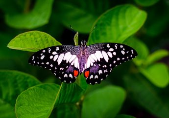 Arti Mimpi Kupu-Kupu Punya Makna Kebahagiaan dan Kenyamanan Hidup bagi Orang yang Mengalami, Begini Penjelasannya!