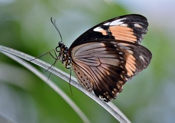 Kunci Jawaban Materi Kelas 4 SD, Menemukan Perbedaan Metamorfosis dan Ametamorfosis