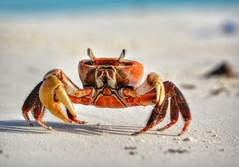 Arti Mimpi Dicapit Kepiting Simpan Pertanda Buruk, Awas Ada Musuh yang Selama Ini Mengintai Anda!