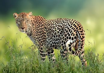 Arti Mimpi Melihat Macan Tutul Ternyata Tak Perlu Ditakuti, Konon Justru Miliki Pertanda Pertanda Baik Ini, Cek Tafsirannya!