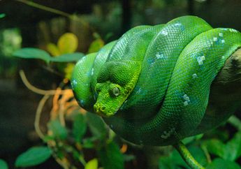 5 Arti Mimpi Membunuh Ular, Ular Hijau hingga Ular Hitam Konon Berkaitan dengan Kekuasaan hingga Pemberontakan, Waspadalah!