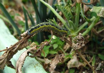 Arti Mimpi tentang Ulat Berhubungan dengan Perangai Diri dalam Menghadapi Hidup, Begini Penjelasan Lengkapnya