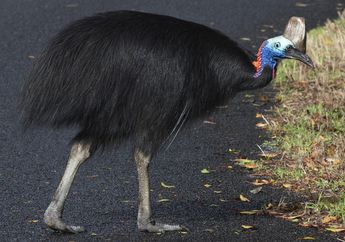 Hati-hati, 4 Jenis Burung Ini adalah Burung Paling Berbahaya di Dunia!