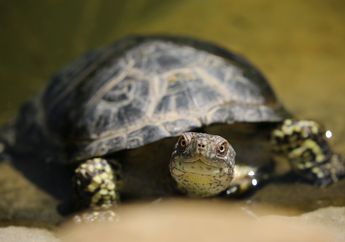 Arti Mimpi Kura-Kura Ternyata Bisa Jadi Lambang Kekayaan dan Keberuntungan dalam Hidup Lho, Begini Penjelasannya!