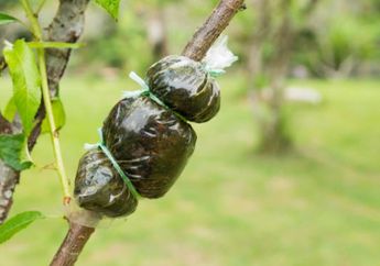 Contoh-contoh Perkembangbiakan Buatan, Termasuk Teknik Mencangkok Tanaman, Kunci Jawaban Kelas 3 SD Tema 1