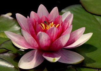 5 Arti Mimpi Bunga Teratai, Ternyata Jadi Pertanda Keberuntungan dan Kesuksesan? Simak Penjelasannya