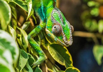 Cari Jawaban Materi Kelas 6 SD, Macam-macam Adaptasi Tingkah Laku pada Hewan Beserta Contohnya