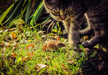 Tak Langsung Dimakan, Mengapa Kucing Suka Memainkan Mangsanya?