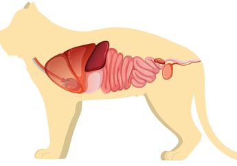 Saluran Pencernaan Kucing: Anatomi, Fungsi, dan Gangguan Kesehatan