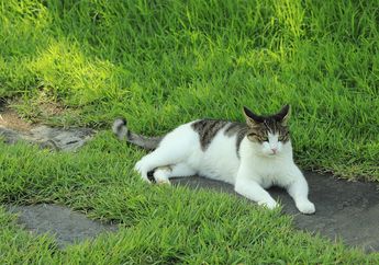 Baru Tahu! Ternyata Ini 3 Penyebab Ada Kucing yang Ekornya Bengkok