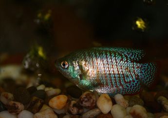 Hal-Hal yang Perlu Diperhatikan saat Merawat Ikan, Kunci Jawaban Kelas 3 SD Tema 2, Perhatikan Kondisi Akuarium