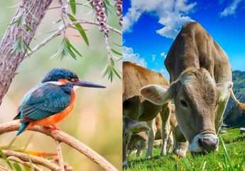 Cari Jawaban Materi Kelas 5 SD Tema 3, Apa Saja Perbedaan Organ Pencernaan Sapi dan Burung?