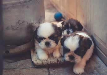 4 Arti Mimpi Anak Anjing Bukan Pertanda Buruk, Simbol Kepolosan sampai Kesetiaan