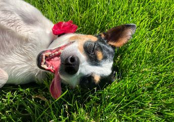 Arti Mimpi Anjing Mati Menyiratkan Rasa Kehilangan dan Kerinduan di Kehidupan Nyata, Simak Penjelasannya!