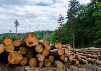 Contoh Perilaku yang Tidak Bertanggung Jawab terhadap Tumbuhan, Salah Satunya Menebang Pohon Secara Liar, Kunci Jawaban 4 SD Tema 3