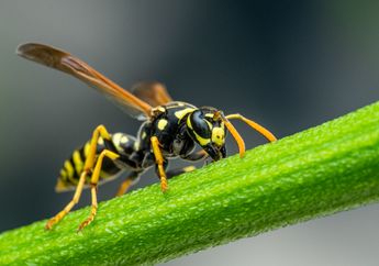 Arti Mimpi Disengat Tawon Tak Selalu Bawa Pertanda Buruk, Bersenanglah Kesempatan Emas Akan Datang di Hidup Anda, Jangan Disia-siakan!