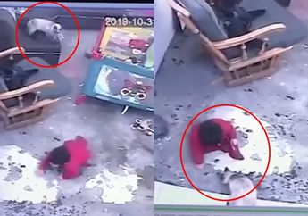 Aksi Kucing Selamatkan Bayi 1 Tahun Terekam CCTV, Tanggap Lakukan Hal ini Sebelum Jatuh dari Tangga