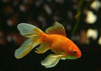 Arti Mimpi Ikan Warna-warni Lambang Hidup Bakal Dilimpahi Kebahagiaan? Siap-siap Ketiban Rezeki Nomplok!