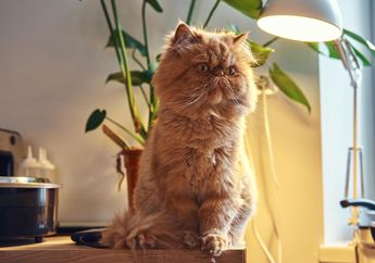 Tak Banyak Orang Tahu, Ini 7 Tanda Kucing Peliharaan sedang Marah dan Cara Mengatasinya