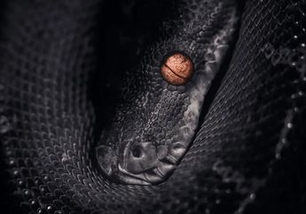 Arti Mimpi Melihat Ular di dalam Rumah Tak Selalu Menyeramkan, Ada Kaitan dengan Keinginan Diri Menghindar dari Hal Ini