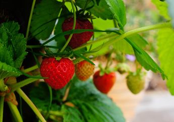 Tumbuhan yang Cocok di Wilayah Dataran Tinggi, Ada Stroberi dan Teh, Kunci Jawaban Kelas 4 SD Tema 3