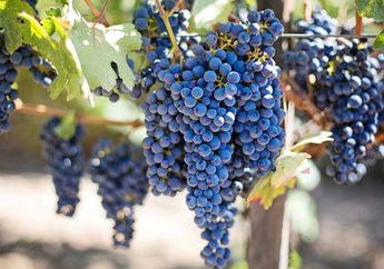 Arti Mimpi Buah Anggur Ternyata Tak Selalu Tanda Keberuntungan, Konon Justru Membawa Pertanda Buruk Ini, Berhati-hatilah!