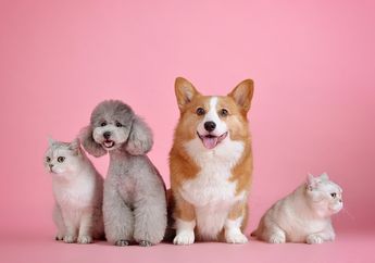 Hak Kita Terhadap Hewan Peliharaan, Ada Hak Sandang dan Pangan, Kunci Jawaban Kelas 4 SD Tema 3