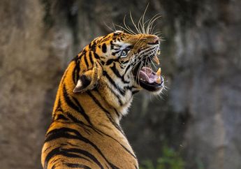 4 Arti Mimpi Ketemu Hewan Buas, Perlu Waspada Hari Esok?