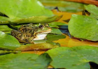 Arti Mimpi Makan Katak Dipercaya Bisa Membawamu pada Kehidupan yang Damai dan Sejahtera, Simak Penjelasannya!