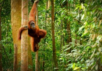 Cari Jawaban Kelas 4 SD Tema 3, Penebangan Hutan Termasuk Pelanggaran Hak Hewan, Ini Alasannya