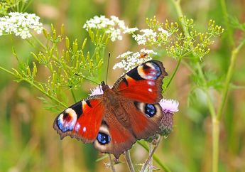 Kunci Jawaban Materi Kelas 4 SD Tema 3, Mengapa Kupu-kupu Bisa Menyeimbangkan Ekosistem?