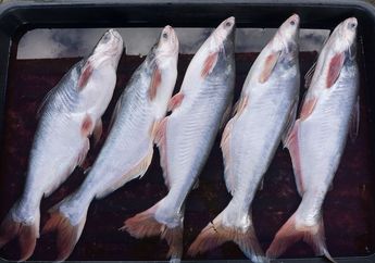 Langsung Beli Kalau Lihat Di Pasar! Cukup Rajin Makan Ikan Patin Bisa Datangkan Khasiat Mujarab Ini untuk Tubuh, 1000 Persen Gak akan Nyesel