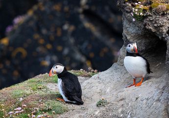 5 Shio Paling Gak Suka Mencari Pasangan Jauh-jauh, Siapa Terdekat Mereka Gebet
