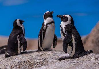 Kunci Jawaban Materi IPA Kelas 5 SD, Termasuk Jenis Burung, Kenapa Penguin Tidak Bisa Terbang?