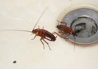 Hampir Setiap Hari Dilakukan, Kebiasaan Ini Ternyata Bikin Kecoak Bersarang di Kamar Mandi, Harus Dicatat Nih