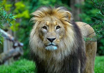 Arti Mimpi Bertemu Singa Tenang Saja, Belum Tentu Pertanda Buruk, Simak Penjelasannya