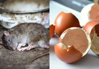 Cara Mudah Usir Kecoak Sampai Tikus dari Rumah, Cukup Minta Istri Simpan Sisa Cangkang Telur!